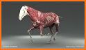 3D Horse Anatomy Software related image