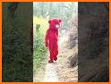 Teddy Dekho related image