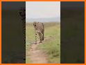 Cheetah Leopard Wallpaper related image