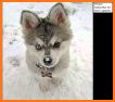 Cool Siberian Husky Cute Dogs Malamut Wallpapers related image
