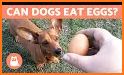 Can Dogs Eat It? related image
