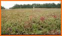 Cranberry Harvest related image