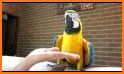 Talking Parrot related image