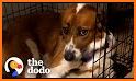 Rescue the Dog related image