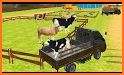 Farm Animal Transport Truck: Animal Rescue Mission related image