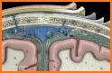 NEUROANATOMY - Digital Atlas related image