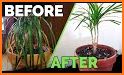 Planta - Keep your plants alive related image