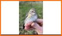 North American Bird Identifier - Bird Scanner related image