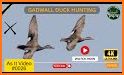 Duck Hunting with Gun related image