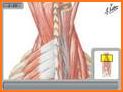 Netter's Anatomy Atlas: Bundle related image