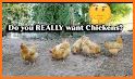 Buy chicken related image