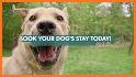 Labrador Pet Dog Daycare related image