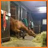 My Horse Stable Life: Pretend Farm Town related image