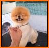 Fluffy Labradors at Hair Salon related image