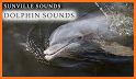Dolphin Sounds related image