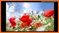 Summer Flower Keyboard Theme related image
