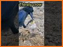 Greedy Crow related image
