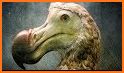 DODO - Live Video Chat related image