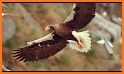 Eagle Hunting Journey related image