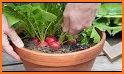 All About Container Gardening related image