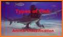 Animal Kingdom - Vertebrates - Montessori Zoology related image