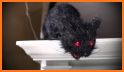 Black Halloween Cat Theme related image