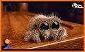 Funny Spider related image