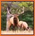 Elk Calls -BLUETOOTH -No Ads related image