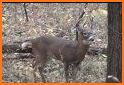 Professional Deer Hunting Calls related image