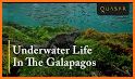 Galapagos Sea Life related image