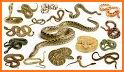 Identify Indian Snakes - by Photos related image