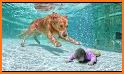 Rescue Master! -- animal vs human related image