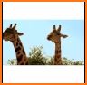 I am a Giraffe-Don't i look like a giraffe? related image