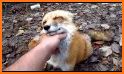 The Happy Fox related image
