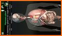 Internal Organs in 3D (Anatomy) related image