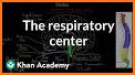 Respiratory System Anatomy Pro. related image