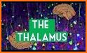 Thalamus related image