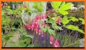 Dicentra: Photo Editor related image