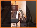 thecatvibess related image