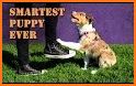 52 Dog Training Routines and Tricks related image