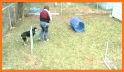 agility marbles related image