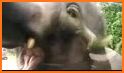 Elephant Safe Driver related image