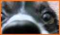 Sniffy Dog related image
