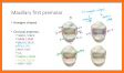 Real Tooth Morphology related image