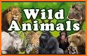 Wild Animals related image