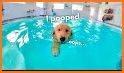 Swimmy - Pool rentals related image
