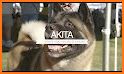 Akita Security related image
