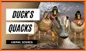 Duck Sound and other Animal Sounds related image