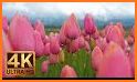 Summer Tulips Keyboard Background related image