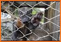 Animal Caro related image